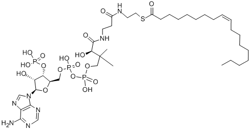 Oleoyl coenzyme A Structure