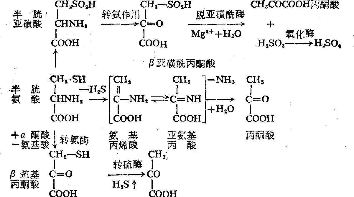 半胱氨酸转变为丙酮酸的可能途径