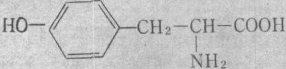 酪氨酸 结构式