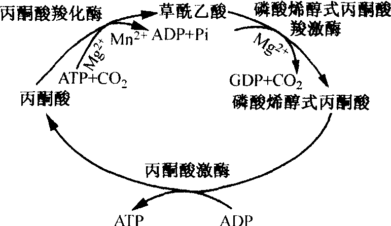 丙酮酸羧化支路反应