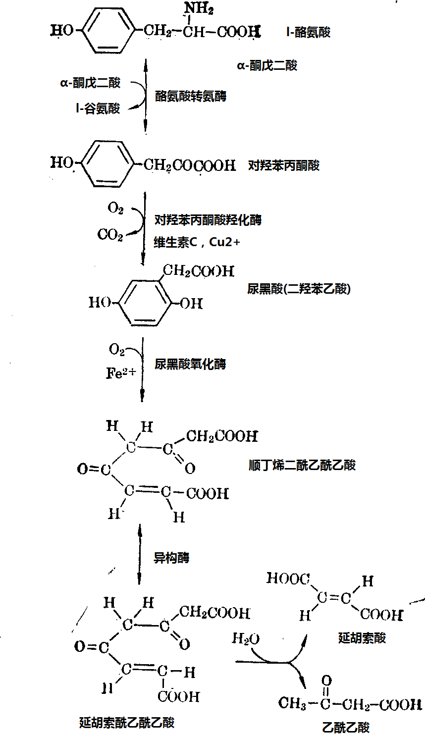 酪氨酸在人体代谢过程图