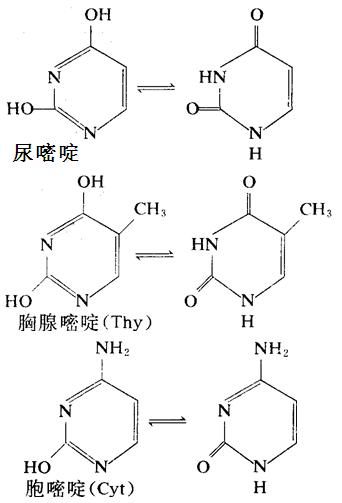 核酸中重要的嘧啶衍生物：尿嘧啶、胸腺嘧啶、胞嘧啶