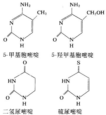 二氢尿嘧啶、硫脲嘧啶、5-甲基胞嘧啶