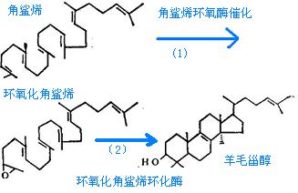 角鲨烯合成羊毛甾醇反应路线图