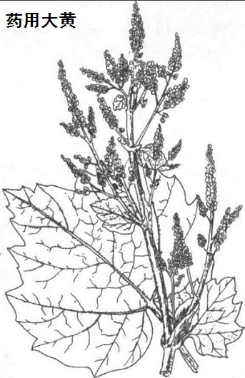 药用大黄Rheum officinale Baill