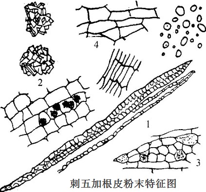 刺五加根皮粉末特征图