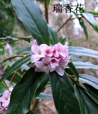 瑞香花图片