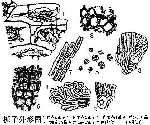 栀子外形图