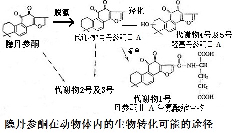 隐丹参酮在动物体内的生物转化可能的途径