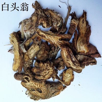 白头翁根