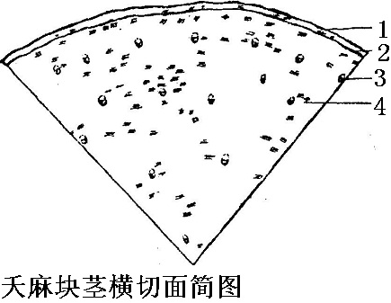 夭麻块茎横切面简图