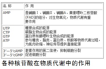 各种核苷酸在物质代谢中的作用