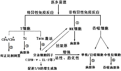 匹多莫德药理作用机理