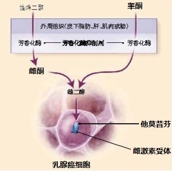 芳香化酶抑制剂和他莫昔芬的作用机制