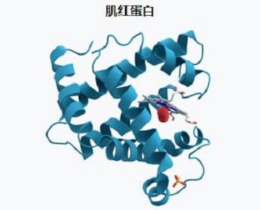 肌红蛋白的生理功能