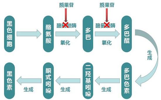 美白新原料：α-熊果苷