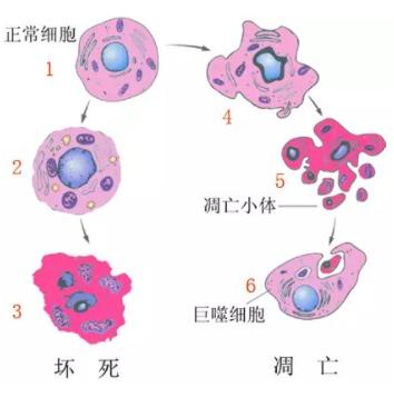 人细胞凋亡抑制因子