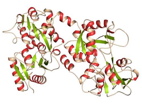 Lactoferrin structure