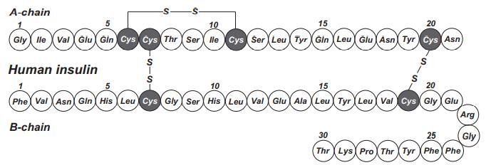 Gene, mRNA, and precursor of insulin