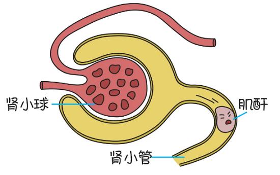 肌酸酐