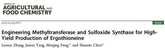 通过蛋白质改造提高麦角硫因的生物合成效率
