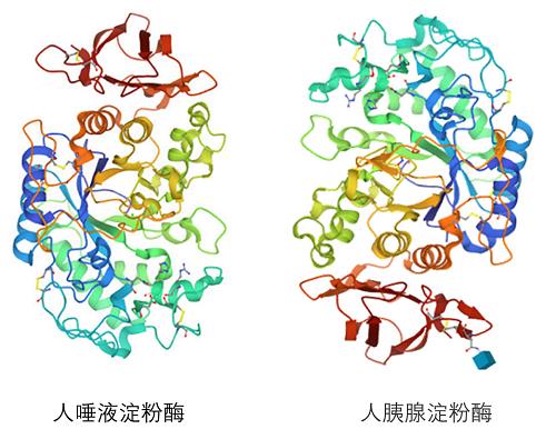 淀粉酶高一定是胰腺炎吗？