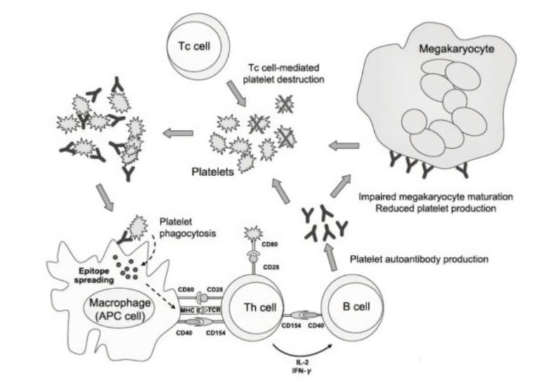 血小板减少症病理生理.png