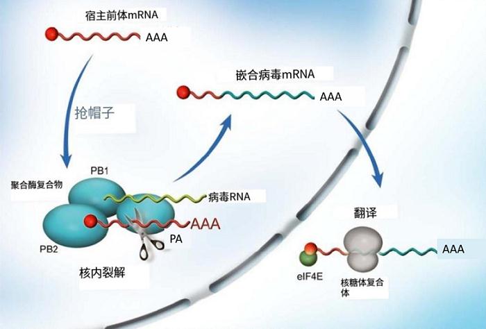 图4. 聚合酶PA亚基“抢帽”及剪切组装成完整mRNA.png