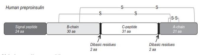 Structure of INSULIN