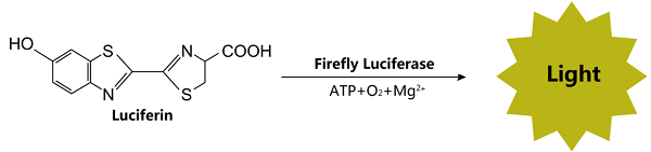荧光素酶催化荧光素氧化发光