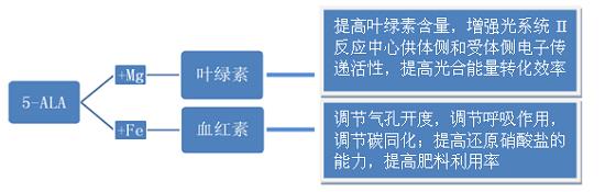 5-ALA是生物体合成叶绿素、血红素、维生素B12等必不可少的物质。.png