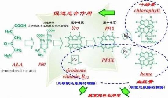 5-ALA同其他微量元素配合能够全面提高植物的各种活性.jpg