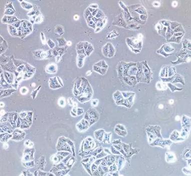 NCI-H2087人非小细胞肺腺癌贴壁细胞系的应用