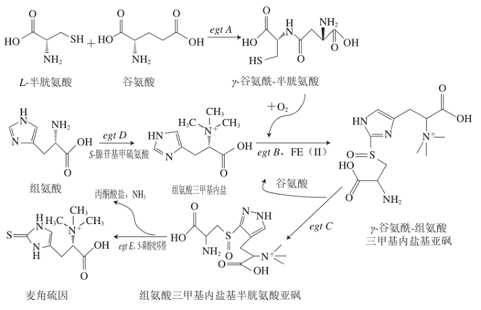 EGT在分枝杆菌中的生物合成路径