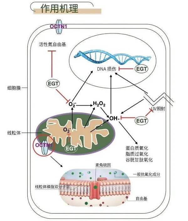 麦角硫因是什么？有什么作用？