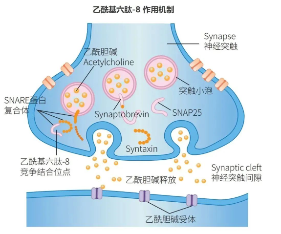 乙酰基六肽-8的作用机理