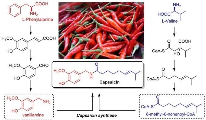 辣椒素的生物合成路径