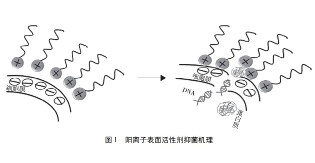 阳离子表面活性剂 杀菌原理