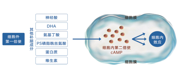 环磷酸腺苷 生命第二信使