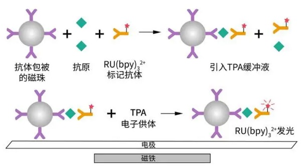 三联吡啶钌的发光原理