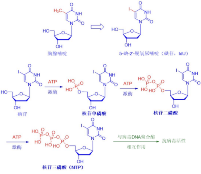 碘苷 作用机制