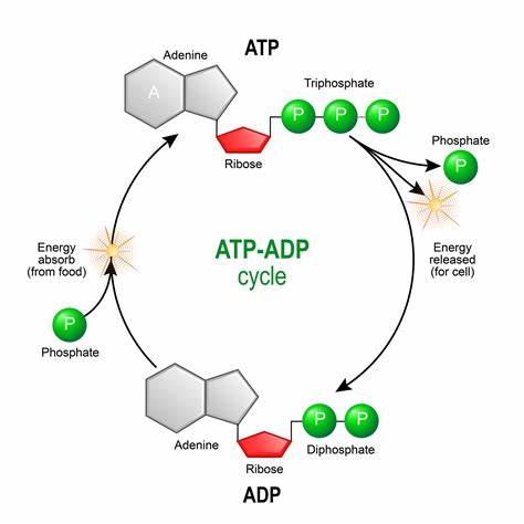 56-65-5 Adenosine Triphosphate SynthesisATP Synthesis