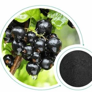 Black Currant Extract