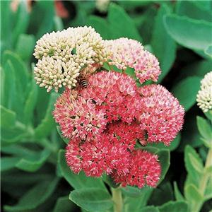 Rhodiola Rosea Extract