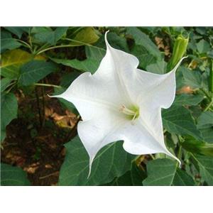 Scopolamine butylbromide; Flos?daturae extract