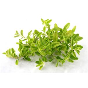 Carvacrol; Thyme extract