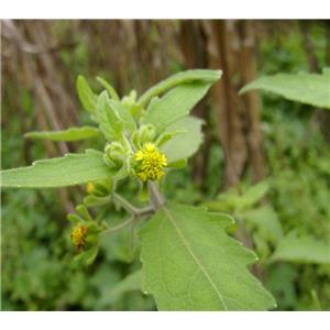 Siegesbeckia extract; Siegesbeckia orientalis extract