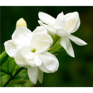 Jasmine powder; Jasmine extract