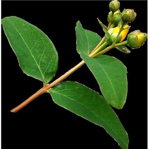 St.-John's-wort, Hypericum perforatum, ext; Hypericin