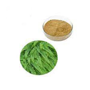 Maidenhair Fern Extract